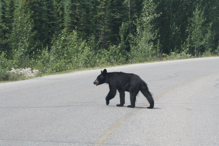Black bear crossing the road in Jasper National Park