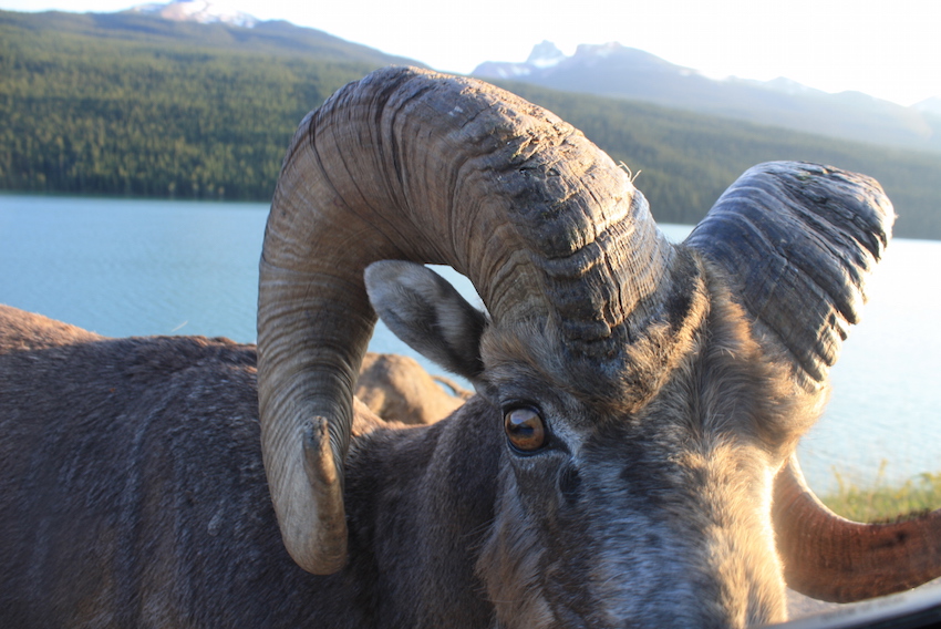 close up of a big horn sheep